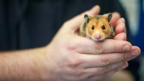 Syrian hamster being held in someone's hands